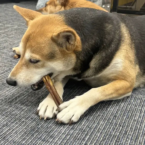 Dog relaxing during a boarding stay